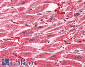 Anti-HES1 / HES-1 Antibody (aa24-35) IHC-plus LS-B2211