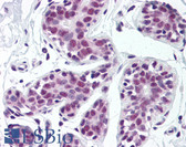 Anti-TDP-43 / TARDBP Antibody (Internal) IHC-plus LS-B2223