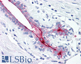 Anti-EMA / MUC1 Antibody IHC-plus LS-B2230