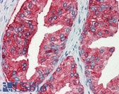 Anti-MUC13 Antibody (Internal) IHC-plus LS-A9862