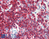 Anti-CD45RA Antibody (FITC) IHC-plus LS-B2245