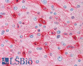 Anti-B2M / Beta 2 Microglobulin Antibody (clone 2213) IHC-plus LS-B2249