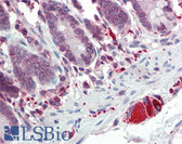 Anti-TLR7 Antibody (aa706-728) IHC-plus LS-B2252