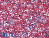 Anti-SEL1L Antibody IHC-plus LS-B2253