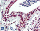 Anti-GATA4 Antibody (phospho-Ser105) IHC-plus LS-B2269