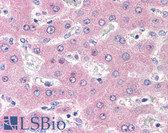 Anti-SLC3A2 / CD98 Heavy Chain Antibody (clone MEM-108) IHC-plus LS-B2271