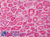 Anti-MPP5 Antibody (N-Terminus) IHC-plus LS-B2285