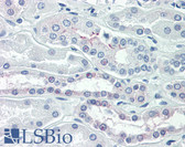 Anti-OCLN / Occludin Antibody (C-Terminus, clone OC-3F10) IHC-plus LS-B2320