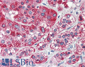 Anti-F2RL1 / PAR2 Antibody (N-Terminus, clone SAM11) IHC-plus LS-B2321