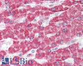 Anti-GCLC Antibody (aa295-313) IHC-plus LS-B2328