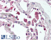 Anti-TLR9 Antibody (aa268-284, clone 26C593.2) IHC-plus LS-B2341