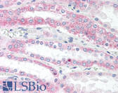 Anti-VAMP5 / VAMP-5 Antibody (N-Terminus) IHC-plus LS-B2345