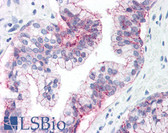 Anti-CLDN3 / Claudin 3 Antibody (C-Terminus) IHC-plus LS-B2360