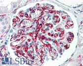 Anti-PECAM-1 / CD31 Antibody (clone 2F7B2) IHC-plus LS-B2364