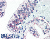 Anti-CLDN4 / Claudin 4 Antibody (C-Terminus) IHC-plus LS-B2370