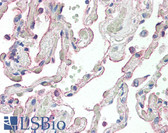 Anti-SCTR / SR / Secretin Receptor Antibody (N-Terminus) IHC-plus LS-B2374
