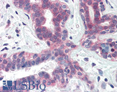 Anti-XBP1 Antibody (Internal) IHC-plus LS-B2382
