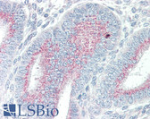 Anti-ORAI3 Antibody (N-Terminus) IHC-plus LS-B2385