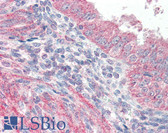 Anti-ATF6 Antibody (C-Terminus) IHC-plus LS-B2388