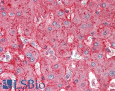 Anti-APOE / Apolipoprotein E Antibody (C-Terminus) IHC-plus LS-B2390