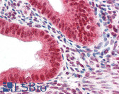 Anti-CBX5 / HP1 Alpha Antibody (Internal) IHC-plus LS-B2394