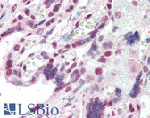 Anti-CBX1 / HP1 Beta Antibody (Internal) IHC-plus LS-B2395