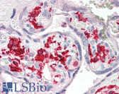 Anti-AIF1 / IBA1 Antibody (Internal) IHC-plus LS-B2402