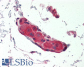 Anti-NTRK / Neurotrophic Tyrosine Kinase Receptor Antibody (N-Terminus) IHC-plus LS-B2424