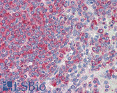 Anti-CD34 Antibody (clone MEC14.7) IHC-plus LS-B2425