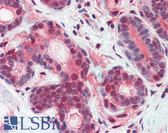 Anti-ATF6 Antibody (N-Terminus) IHC-plus LS-B2430