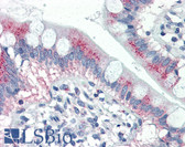 Anti-MUC5AC Antibody (clone CLH2) IHC-plus LS-B2434