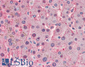 Anti-TF / Transferrin Antibody IHC-plus LS-B2447