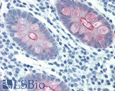Anti-MUC4 Antibody (clone 1G8) IHC-plus LS-B2449