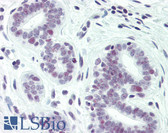 Anti-PAX2 Antibody (phospho-Ser393) IHC-plus LS-B2450