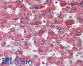 Anti-GOT2 Antibody (aa295-306) IHC-plus LS-B2454