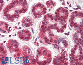 Anti-NR4A1 / NUR77 Antibody (Internal) IHC-plus LS-B2456
