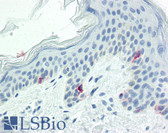 Anti-Tyrosinase Antibody IHC-plus LS-B2473