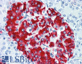 Anti-Insulin Antibody IHC-plus LS-B2526