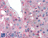 Anti-FGB Antibody IHC-plus LS-B2557