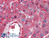 Anti-F2 / Prothrombin / Thrombin Antibody IHC-plus LS-B2559