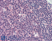 Anti-MCL1 / MCL 1 Antibody (clone 8C6D4B1) IHC-plus LS-B2561