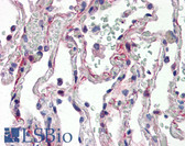 Anti-IL27 Antibody (N-Terminus) IHC-plus LS-B2565