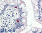 Anti-COPA / Xenin Antibody (aa1-19) IHC-plus LS-B2566