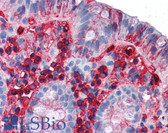 Mouse Anti-Human IgA Secondary Antibody (clone Mc24-2E11) LS-B2575