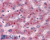 Anti-CFH / Complement Factor H Antibody (Internal) IHC-plus LS-B2585