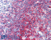 Anti-CD40 Antibody (clone LOB7/6) IHC-plus LS-B2596