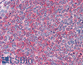 Anti-FZD7 / Frizzled 7 Antibody (C-Terminus) IHC-plus LS-B2610