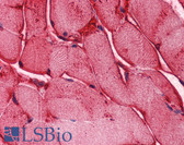 Anti-PLIN5 / OXPAT / LSDP5 Antibody (aa300-400) IHC-plus LS-B2622