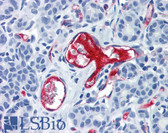 Anti-VWF / Von Willebrand Factor Antibody (clone 21-43) IHC-plus LS-B2638