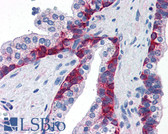 Anti-HSPB1 / HSP27 Antibody (phospho-Ser86) IHC-plus LS-B2642